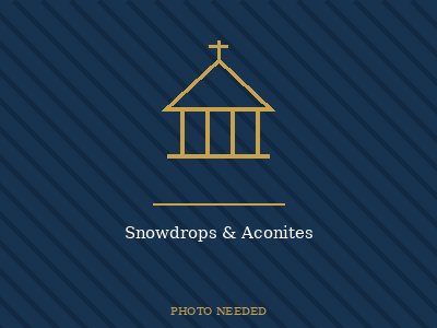 Snowdrops & Aconites