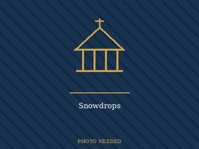 Snowdrops